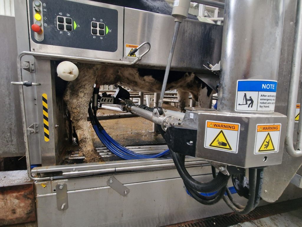 Milking underway in VMS 310