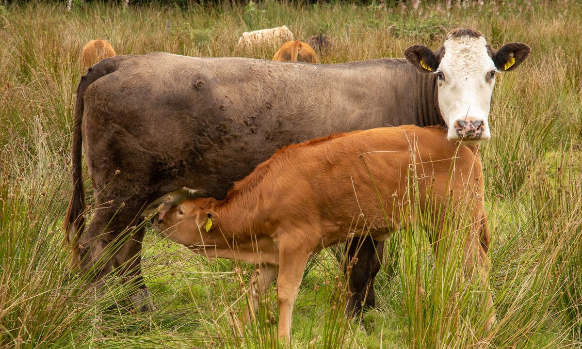 Almost 10,000 farmers apply for SCEP as deadline looms
