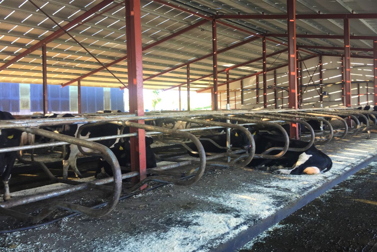 Dairy farmers: Here is your complete winter housing checklist...