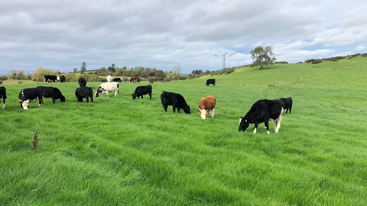 How has Irish factory beef price surpassed lamb prices in cases?