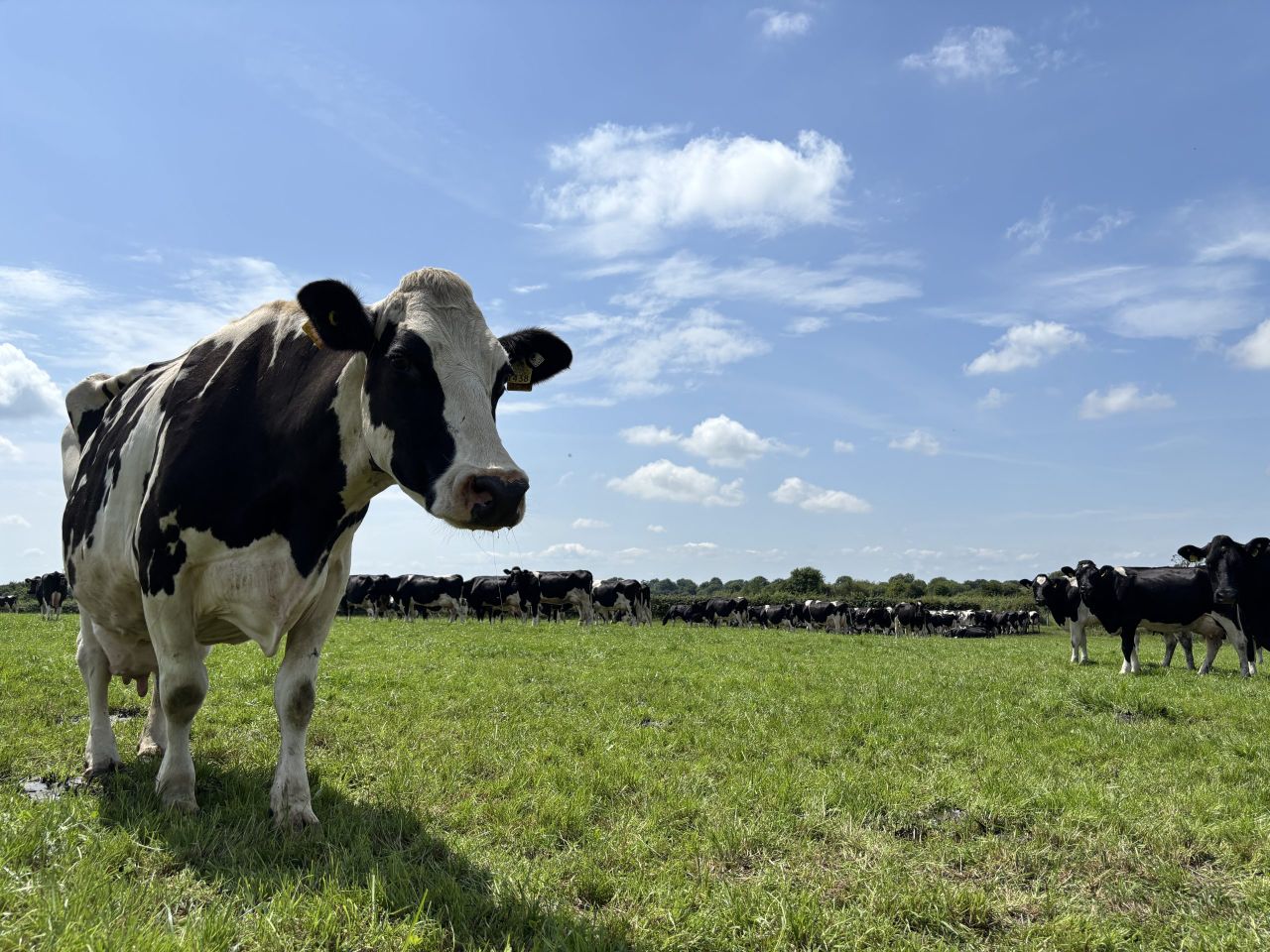 Award-winning Thurles dairy farm draws big crowd for milk quality walk