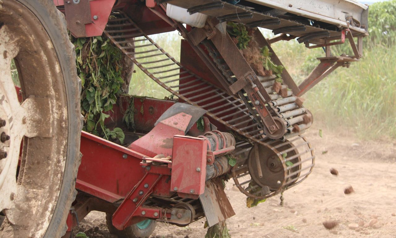 Potatoes enjoy a 12-month period of significant growth