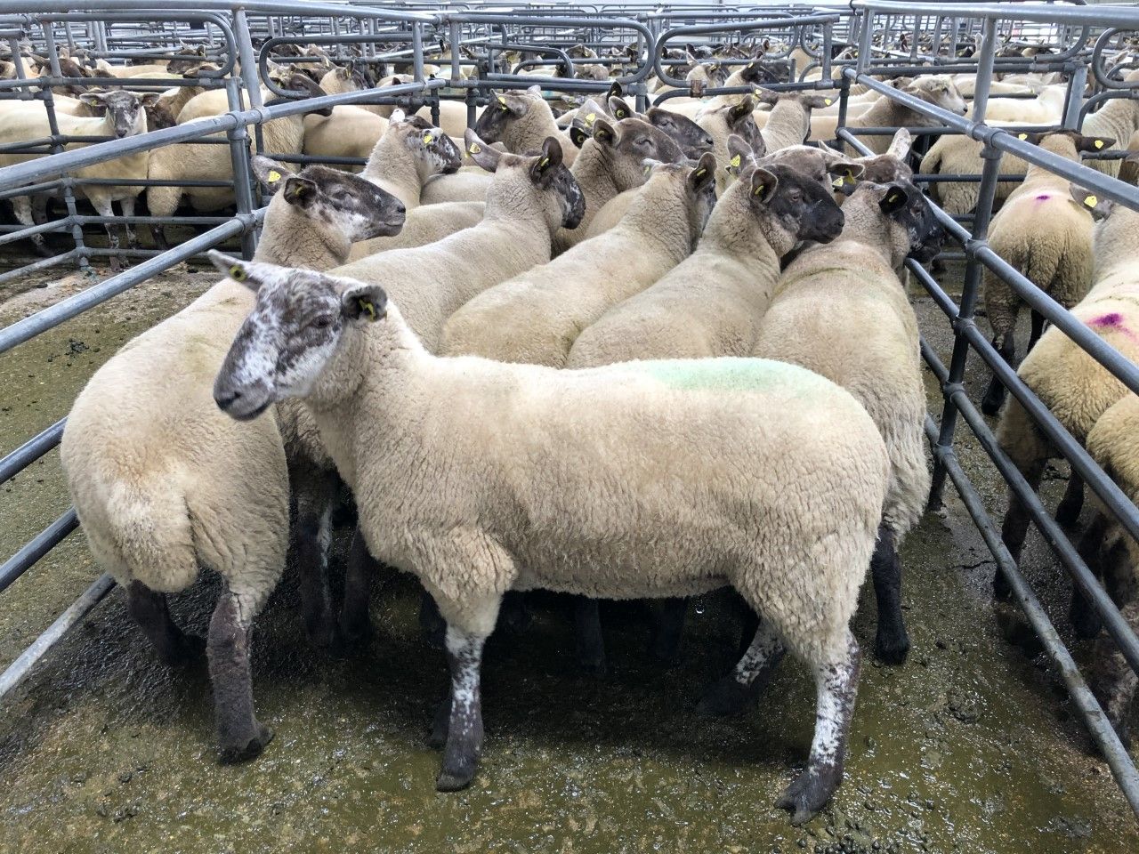 Breeding sales: Ewe lambs top out at €165/head; hoggets fetch up to €272/head