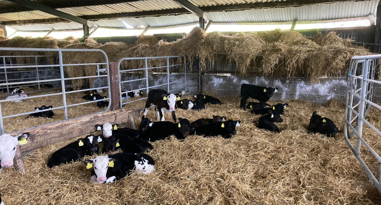 ABP Beef Series: What does it cost to rear a calf?