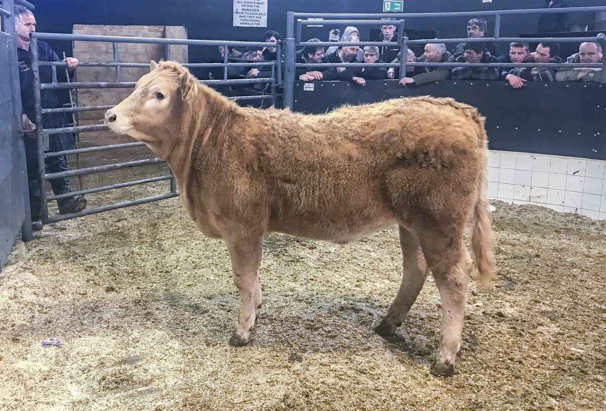 Mart trade: Grass men and feeders out in force
