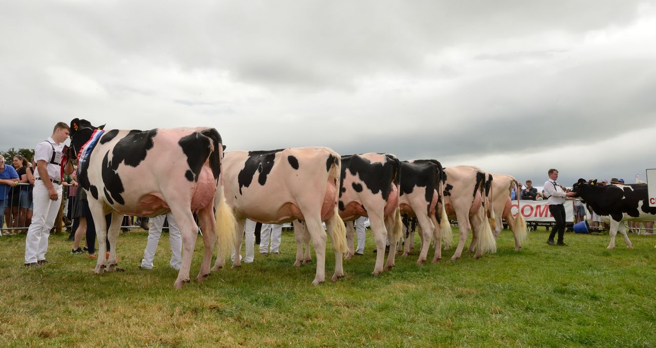 Deadline extended for entries to Tullamore Show