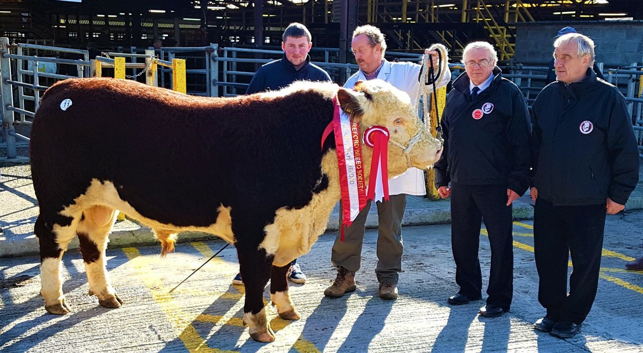 Pics: Strong demand for Herefords in Kilmallock