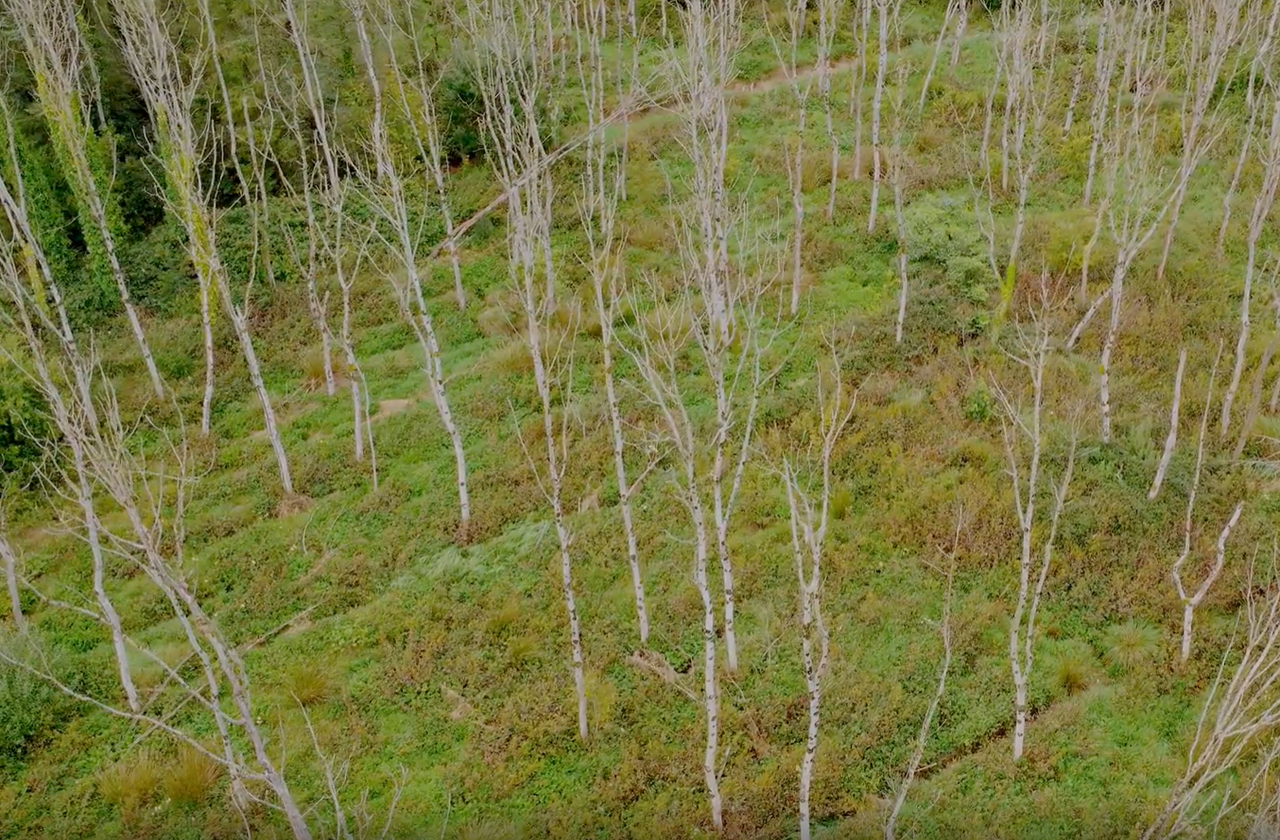 McConalogue: €17.2m allocated in 2024 for ash dieback supports