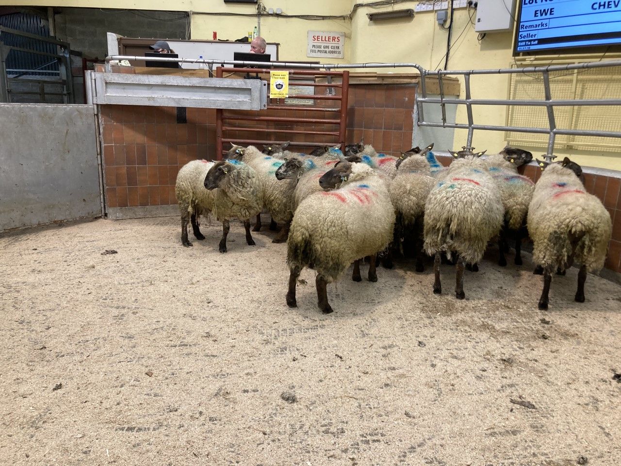 Prices for cull ewes continue to reach new highs