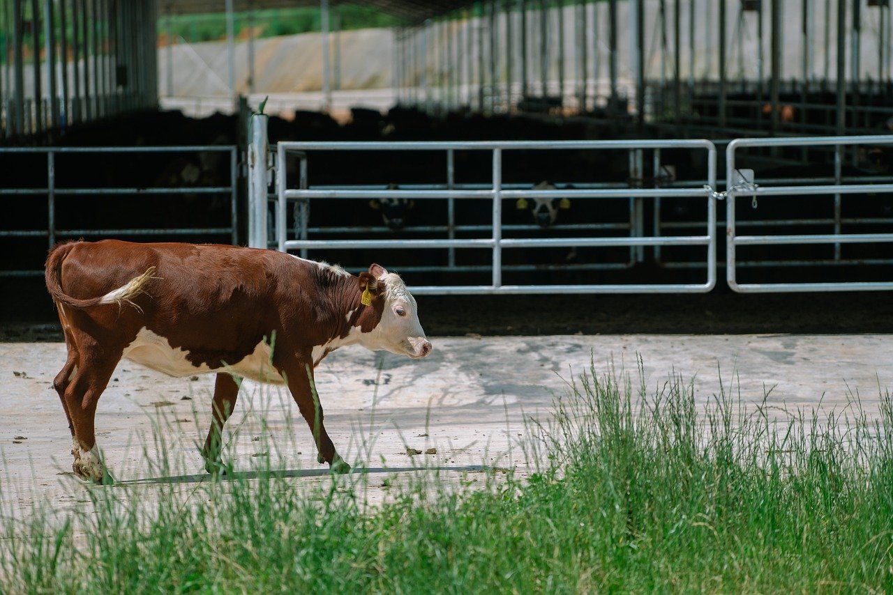Research project aims to genetically reduce methane emissions in beef cattle