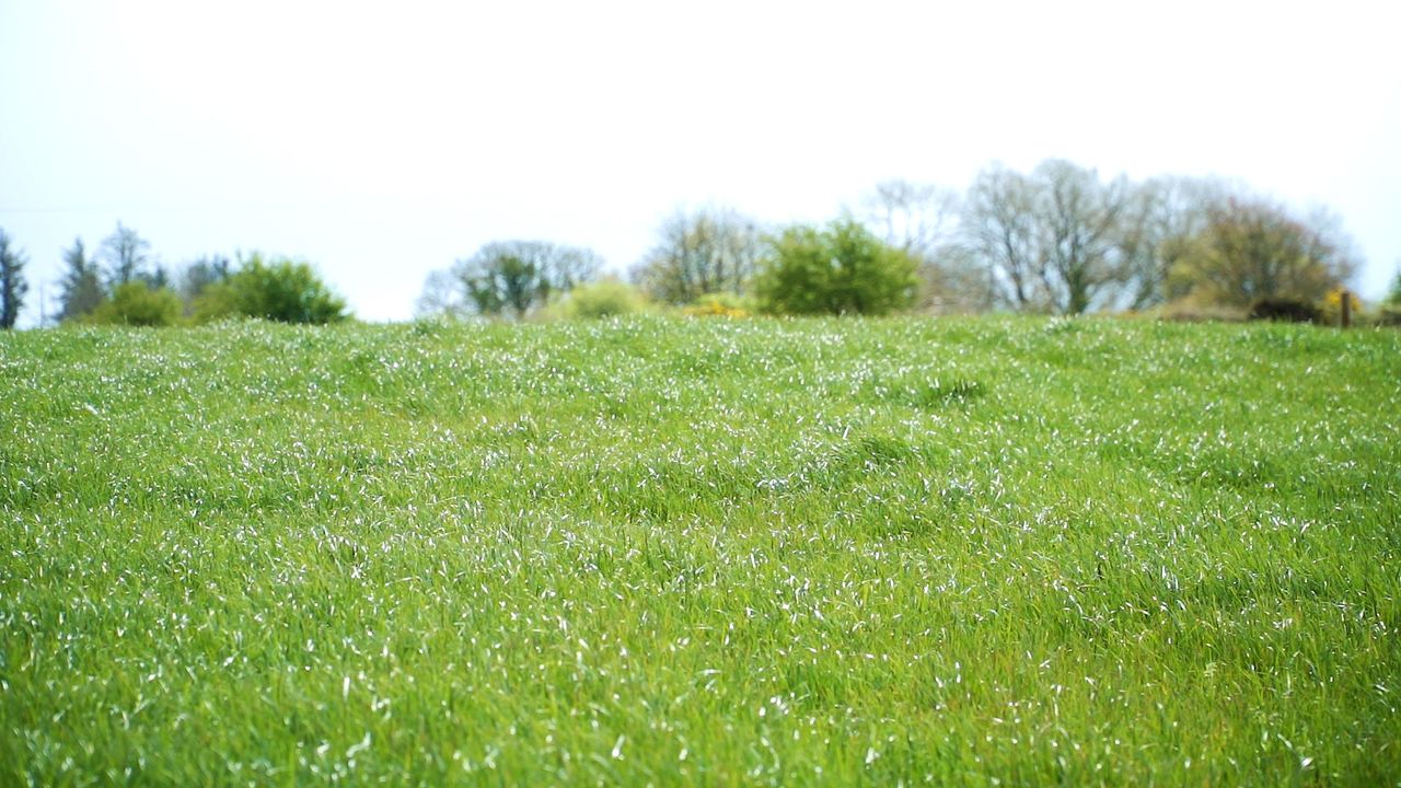 Teagasc Green Acres Calf to Beef : The importance of making quality silage on calf to beef farms