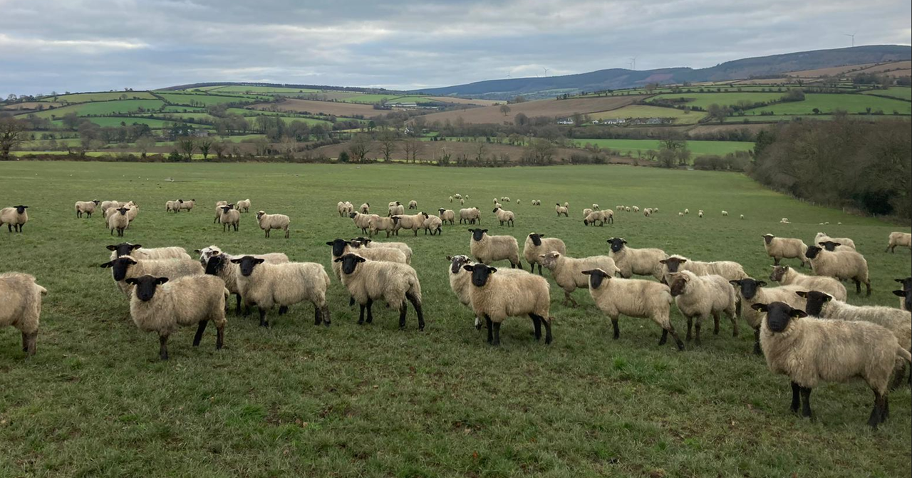 ABP Demo Farm: Store lamb review and plan for this year