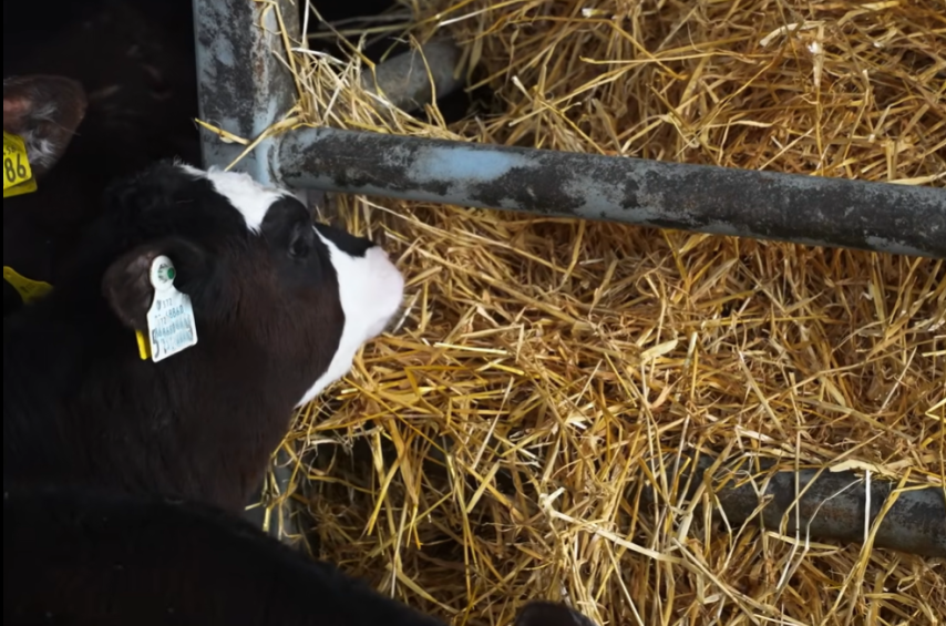 Calves are offered straw in feed racks also