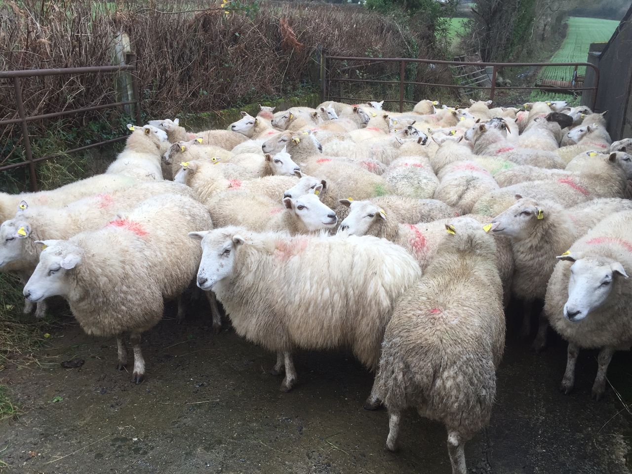 Are lame sheep a problem on your farm? Maybe it's because of genetics