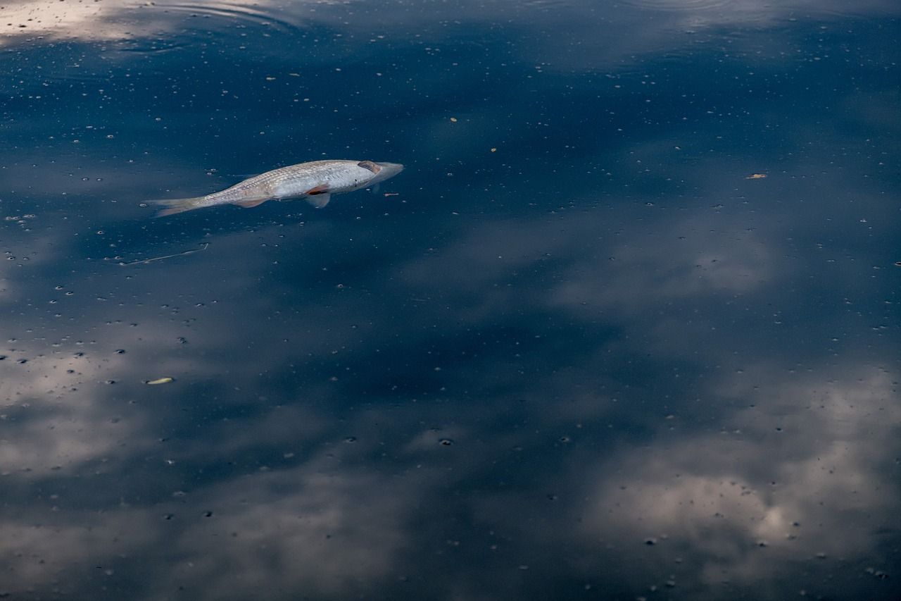 EPA investigating fish kill following incident at Aurivo milk plant