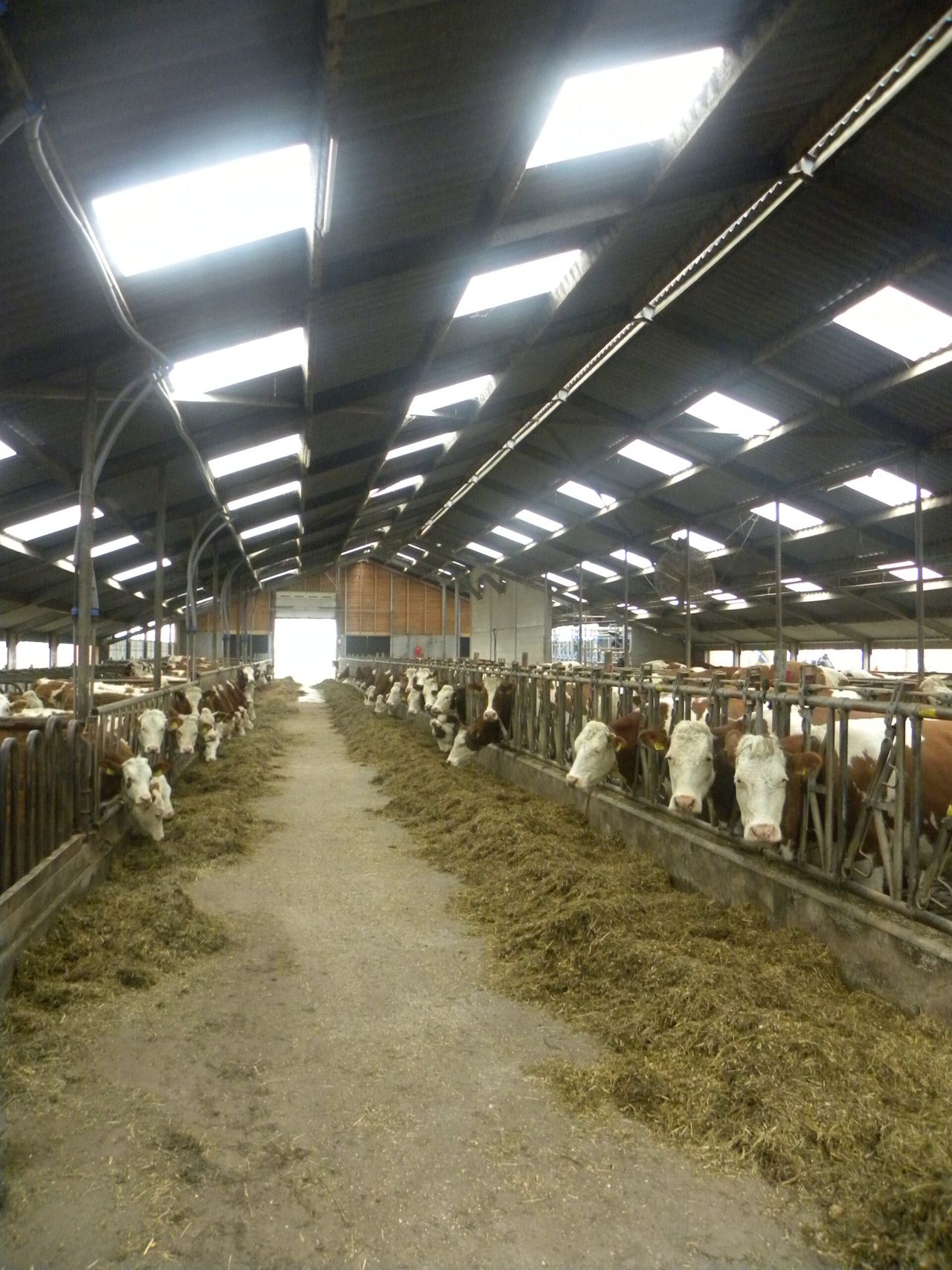 Irish innovations key on Dutch dairy farm