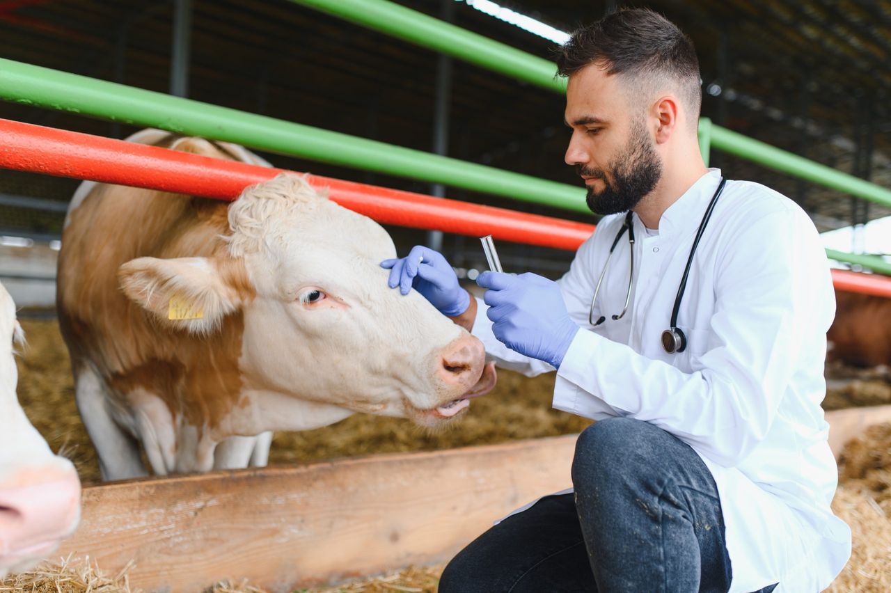 France to begin vaccination against lumpy skin disease