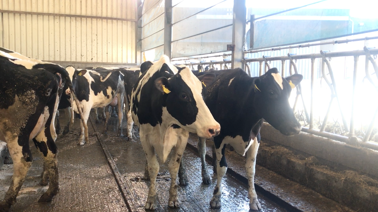 Greenlawn annual sale achieves top price of €4,350