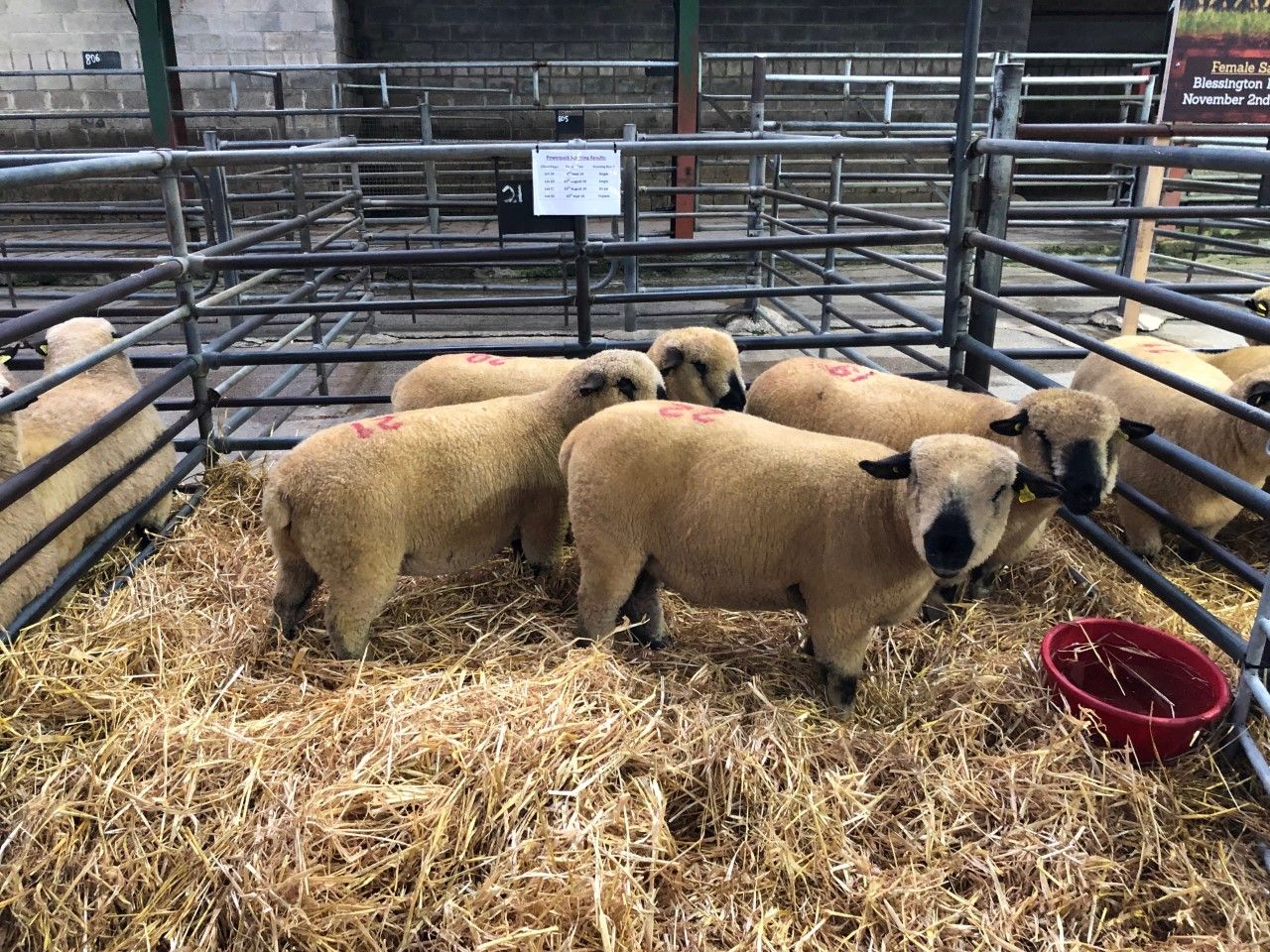Pics and prices: Hampshire Down reduction sale at Blessington Mart