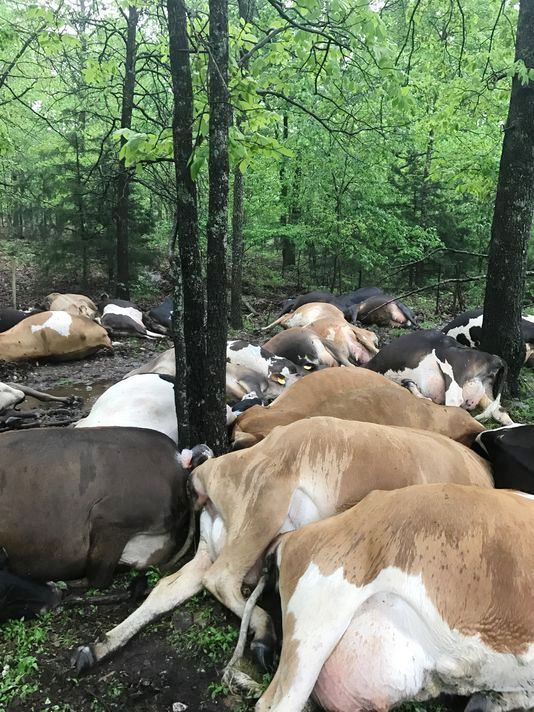 Can't win for losing: Lightning carnage at US dairy farm