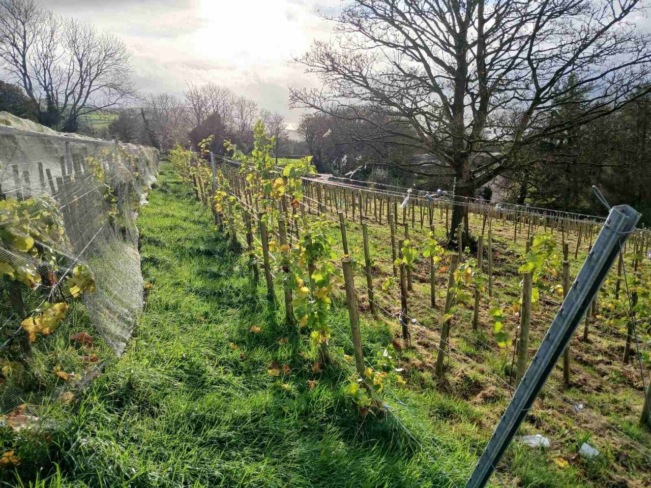 Tipperary wine producer hails ethical solution to deter deer