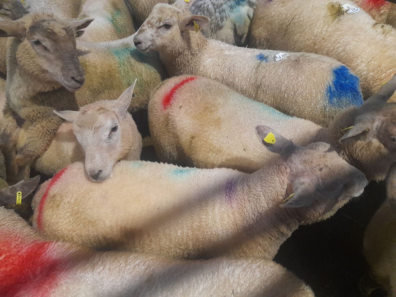 Bluetongue: Processors called on to stop livestock imports from NI