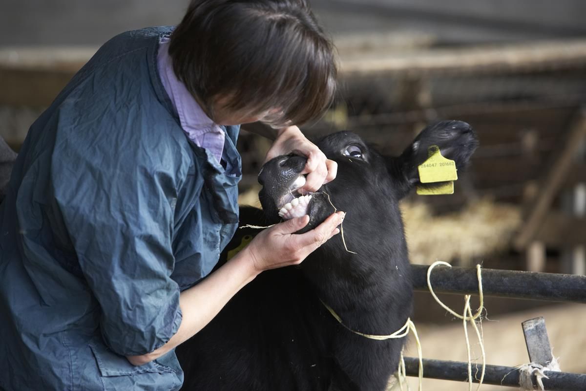 Evolution of exotic diseases 'monitored very closely' by the department