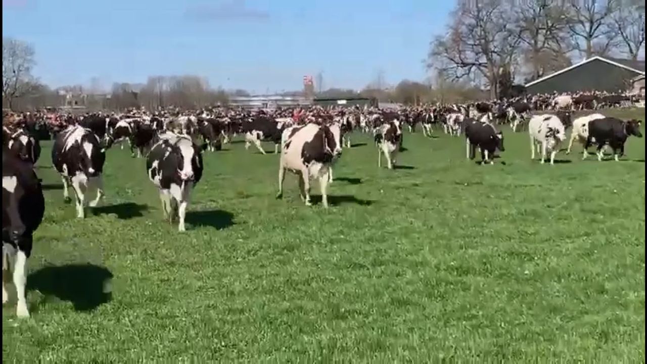 Watch: Cow dance 'koeiendans' marks springtime in Netherlands