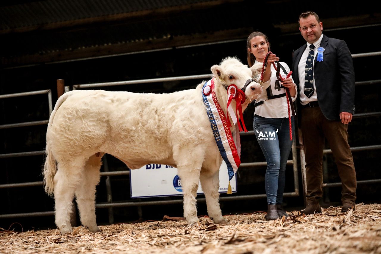 Gallery: Results from North Eastern Charolais Club calf show