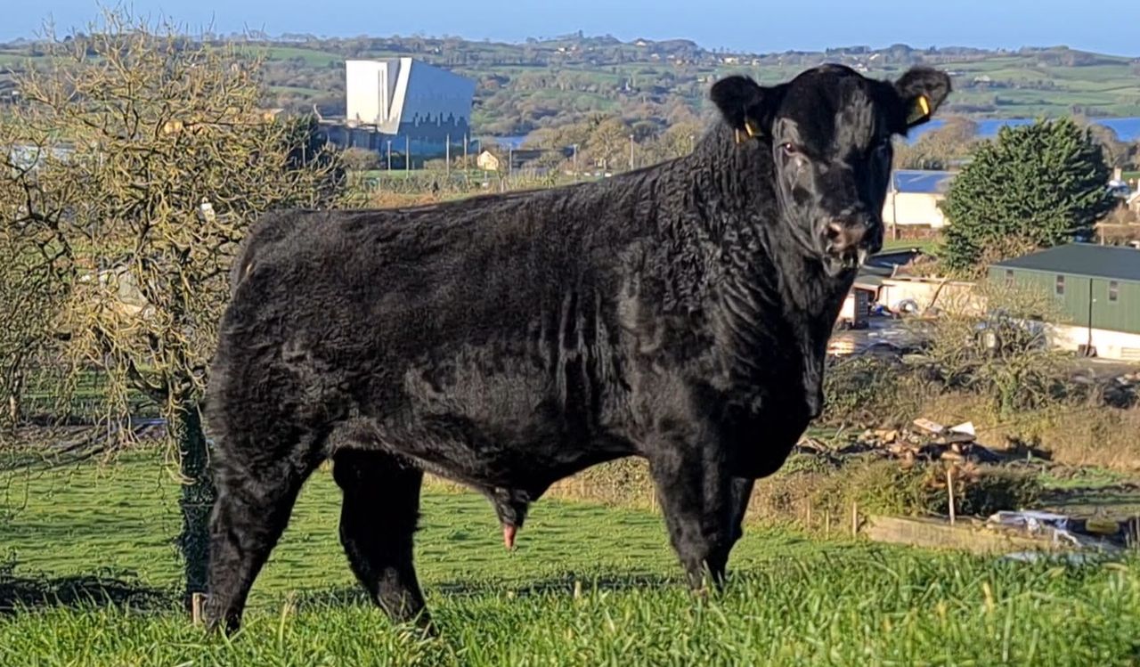 Lisduff Angus on-farm sale to take place this Saturday