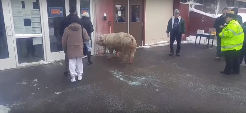 Pig shows up at US polling station - not the first time an animal has turned up unexpectedly!