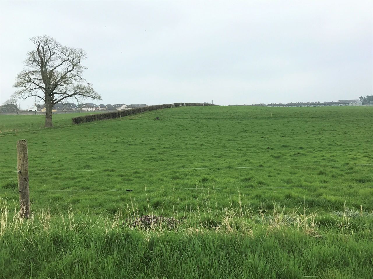 Should I graze my silage ground or close it up?