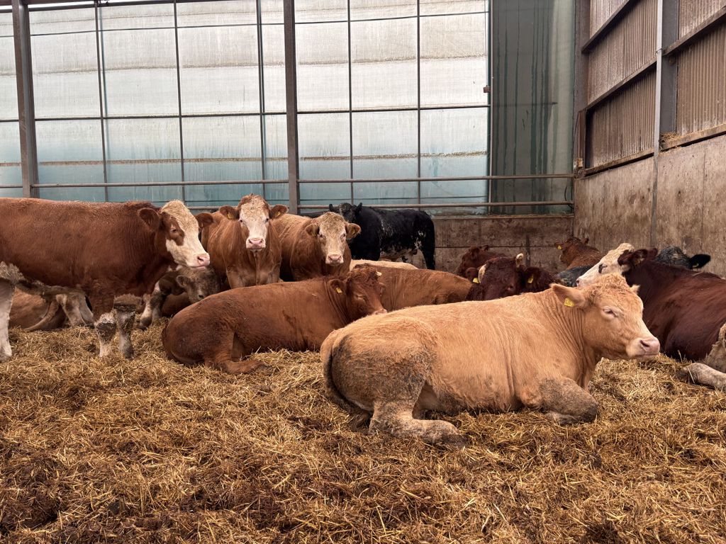 Continental cattle on straw bedding