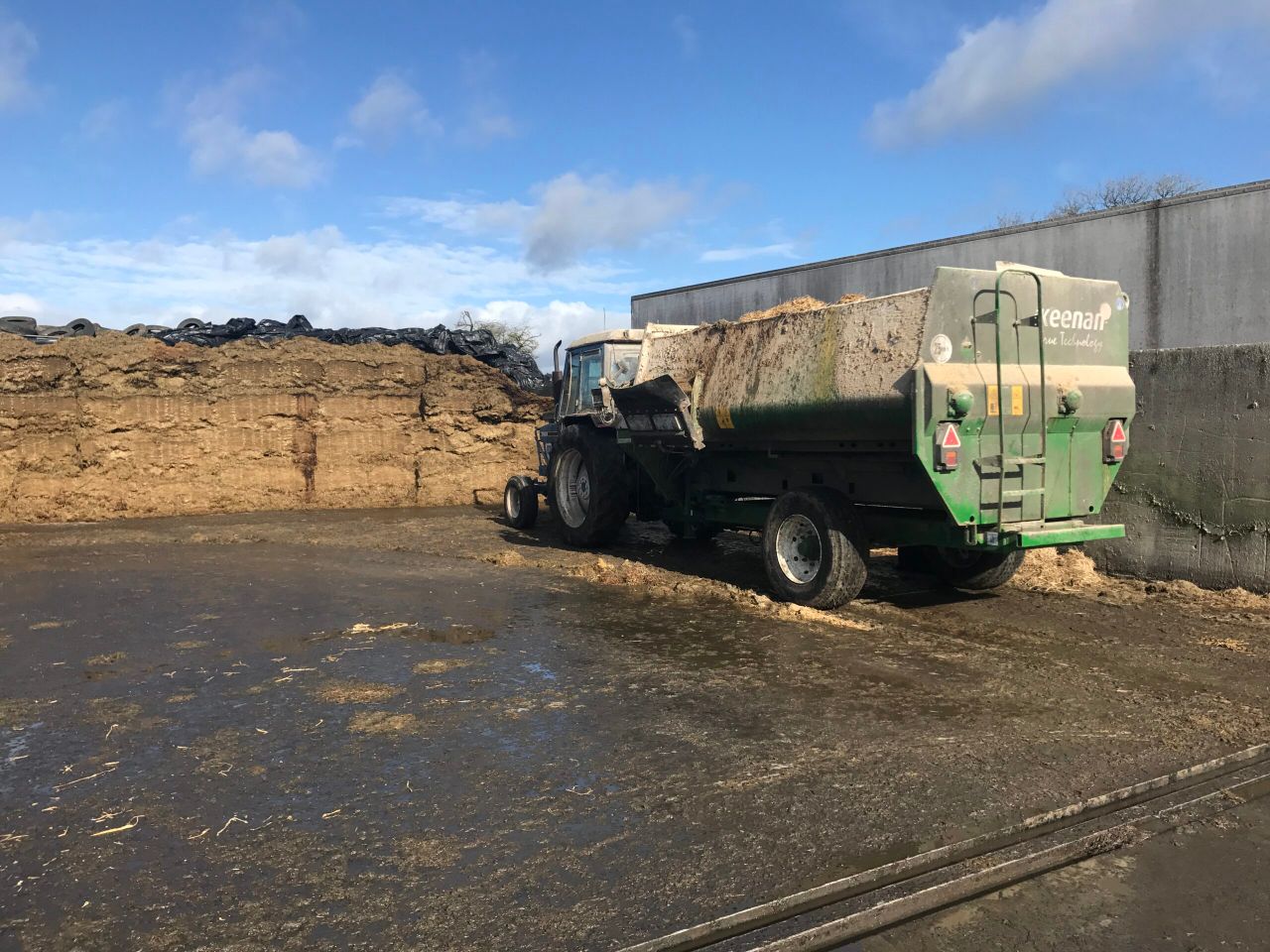 What impact could poor-quality silage have on my suckler herd?