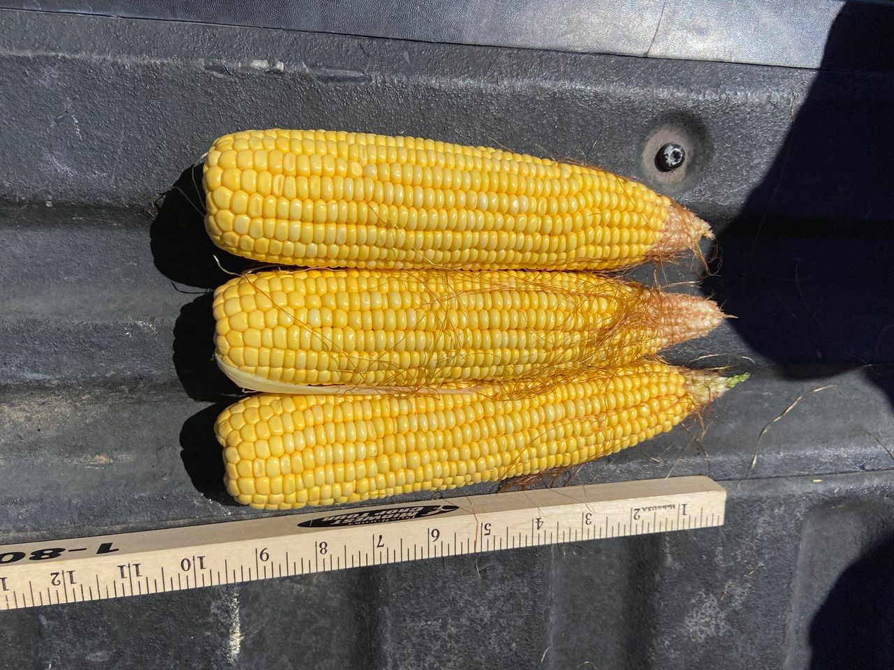 Crop tour continues in the US...