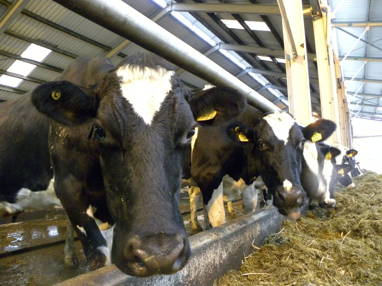 'Irish farmers don't Body Condition Score their cows enough'