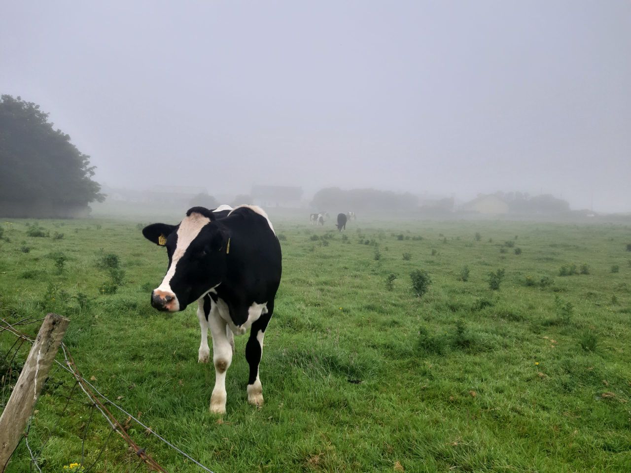 Status Yellow fog warning issued for several counties
