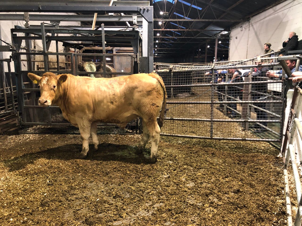 Table: Breakeven beef prices for winter-finishing bullocks