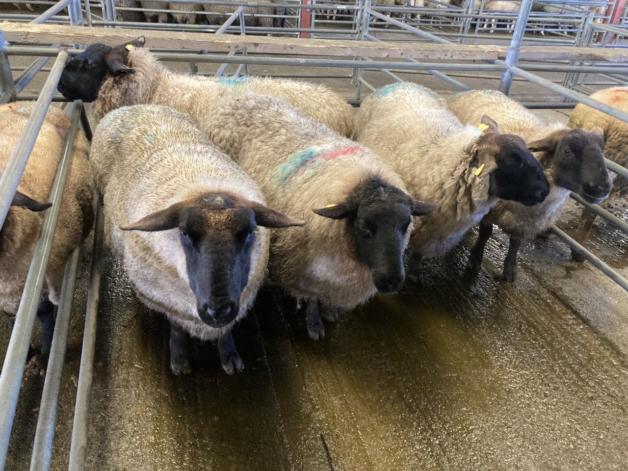 No let up in the cull ewe trade as prices break €300