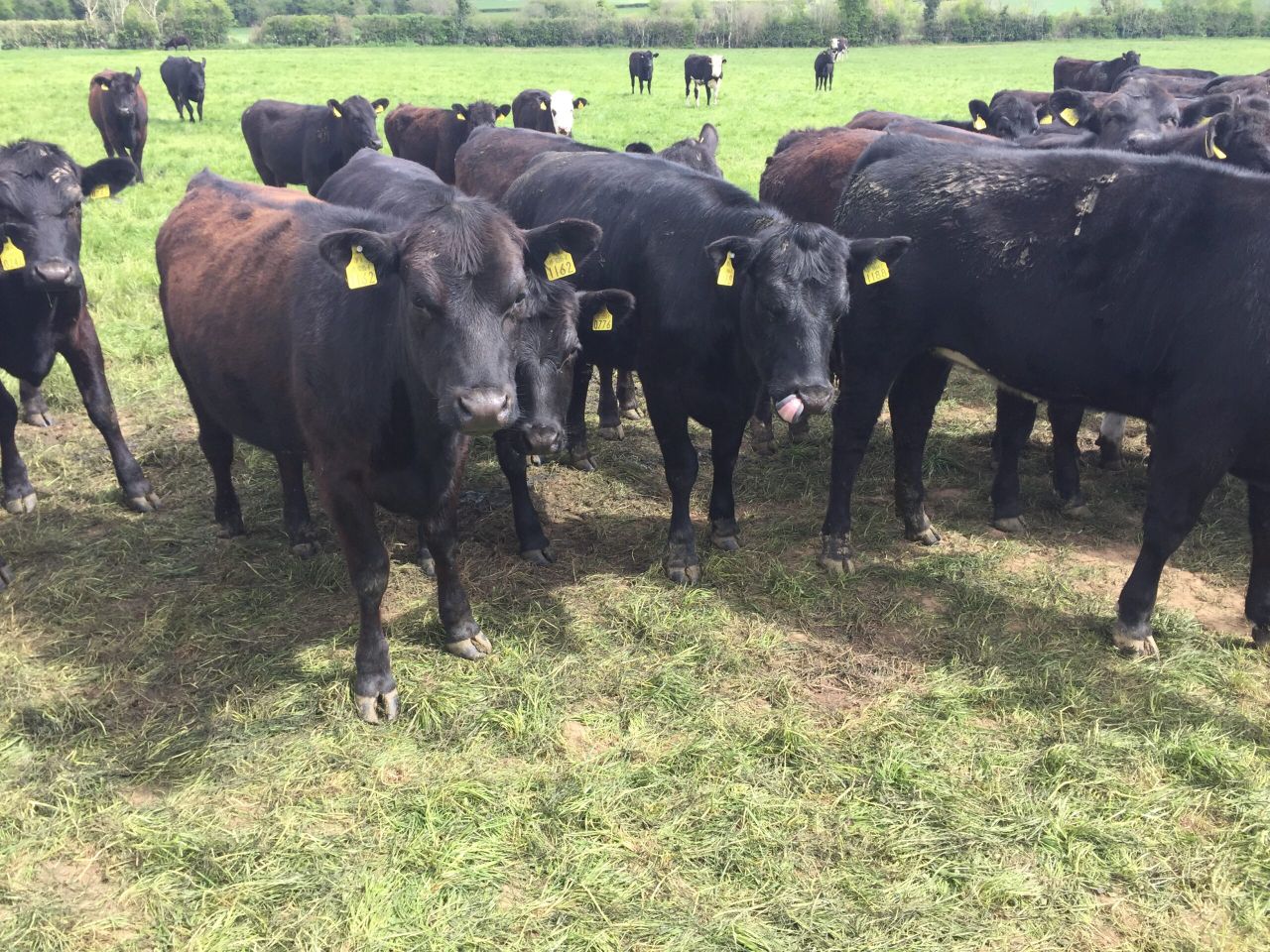 Delivering more beef from grass in Co. Kildare