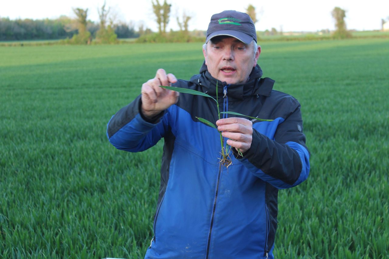 Wheat fungicide spraying programmes should centre on third leaf - crop specialist