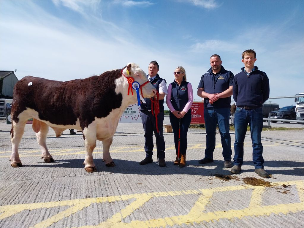 Reserve Champion: Glaslough Bounty HH with breeders Nigel and Theola Heatrick, judge John Paul Scott and Tennyson Egar Irish Hereford Prime