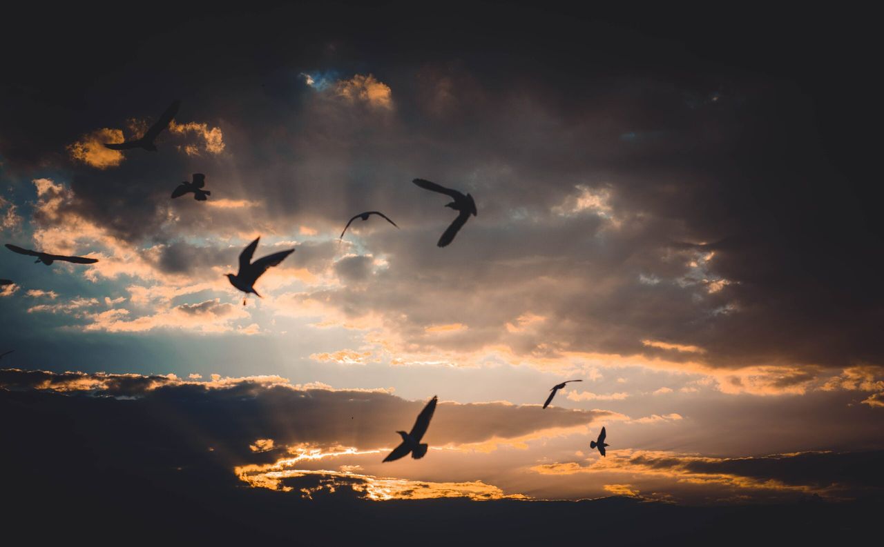 Bird flu identified in mixed flock in Co. Wicklow