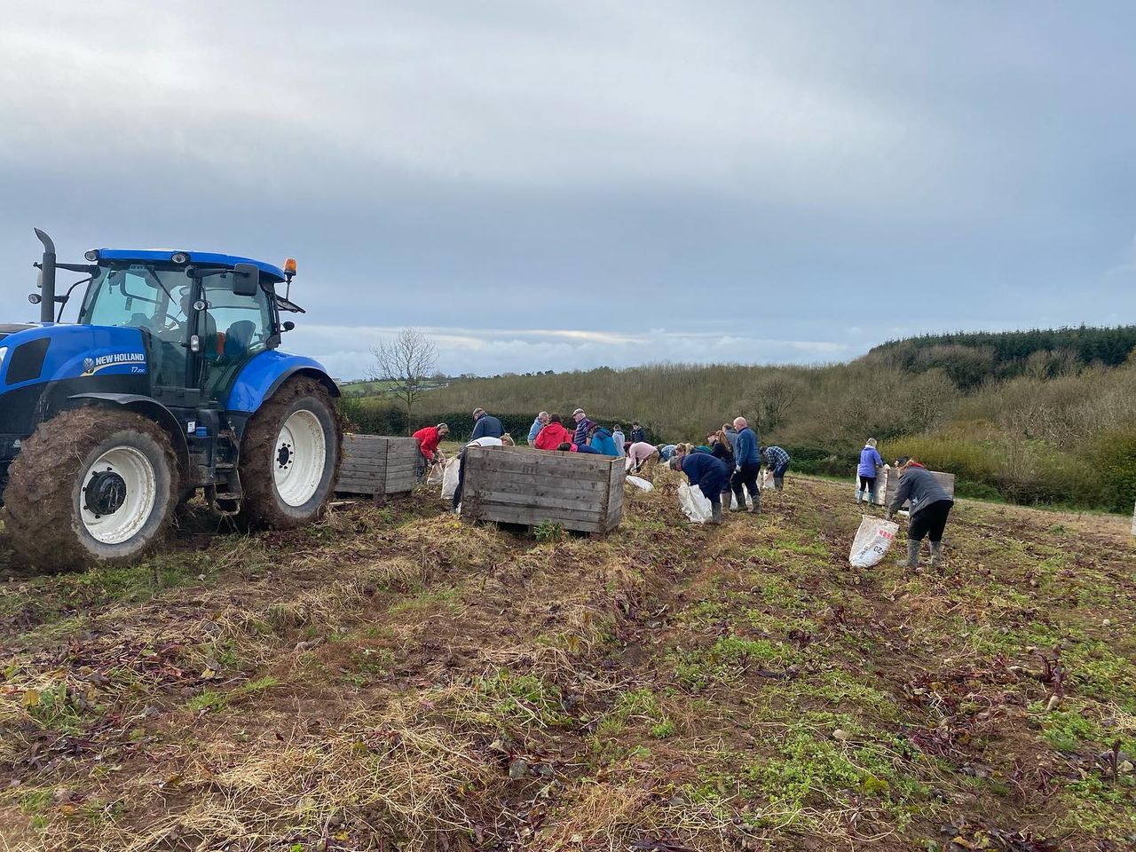 Over 60 volunteers help harvest beetroot crop in Cork