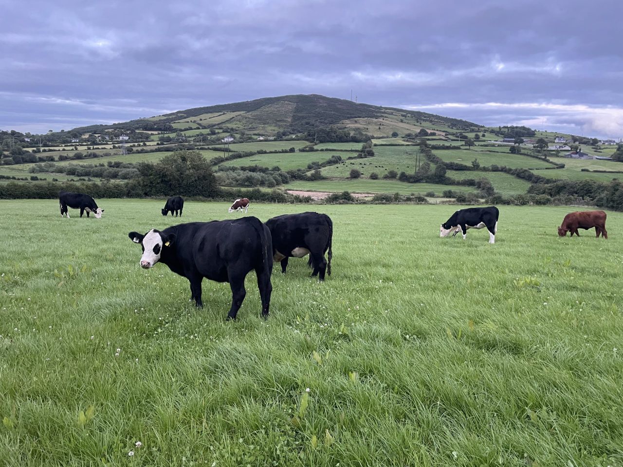 Factory quotes: Beef trade on firm footing into final week of August