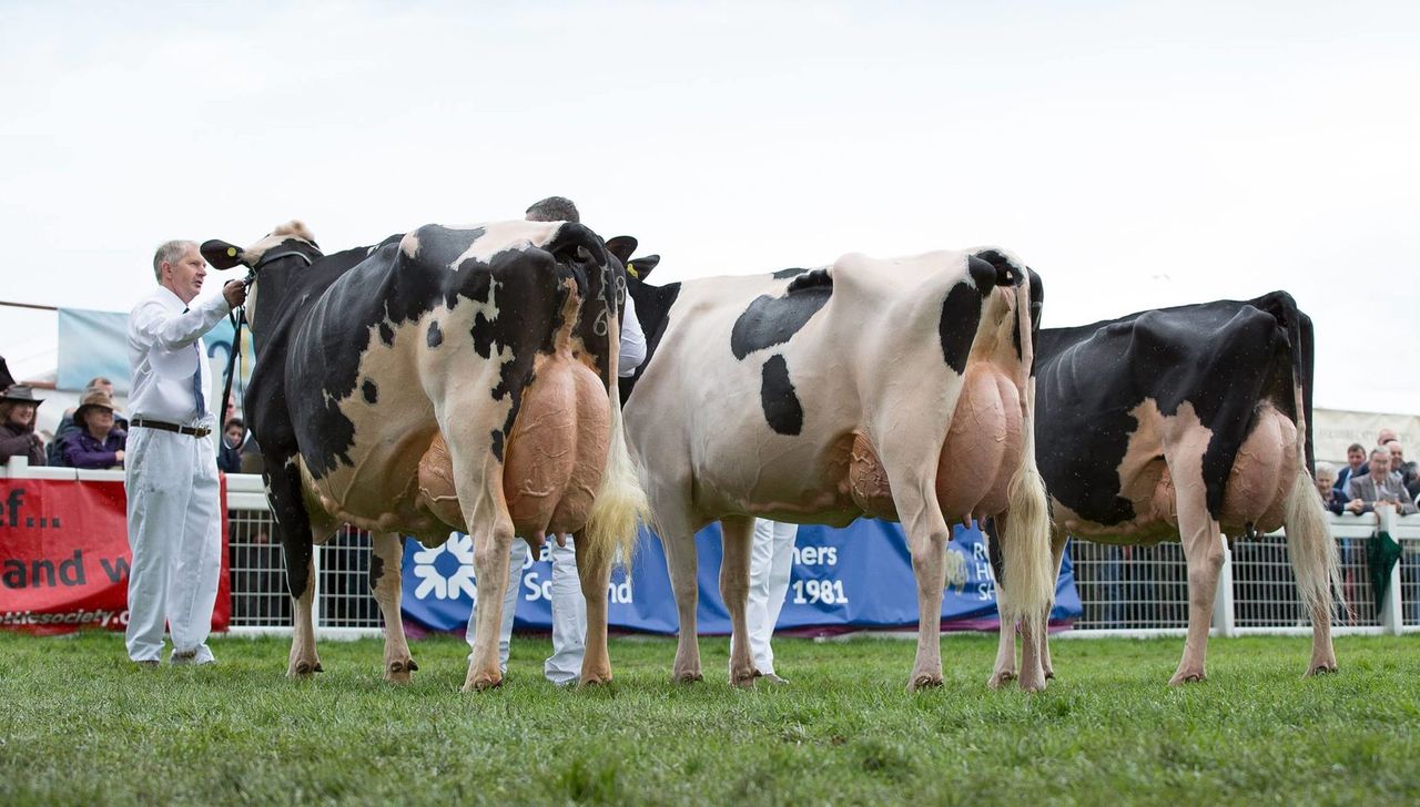 Dutch Holstein breeder to discuss antibiotic reduction at Irish events
