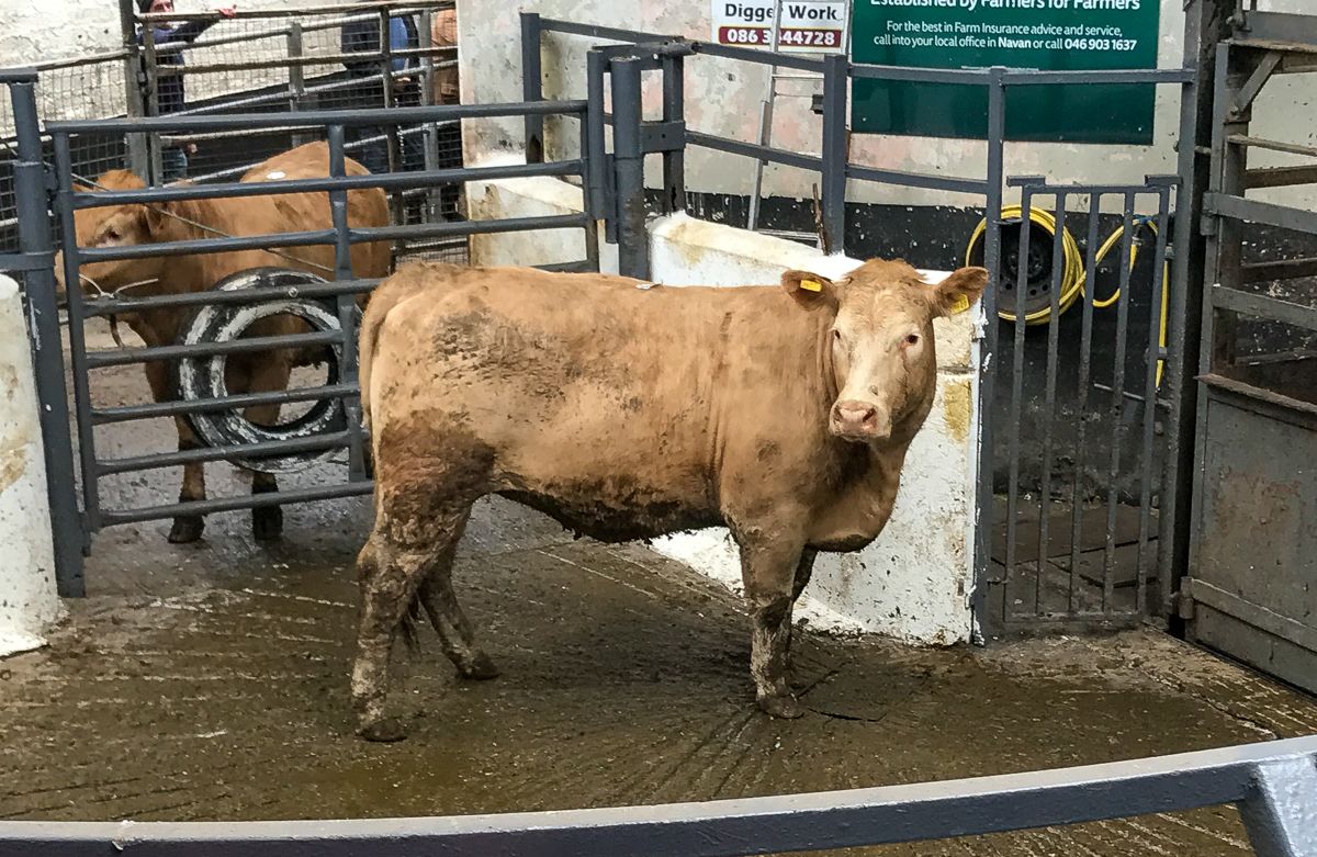 Mart report: Increase in cattle numbers brought forward, as farmers return ringside