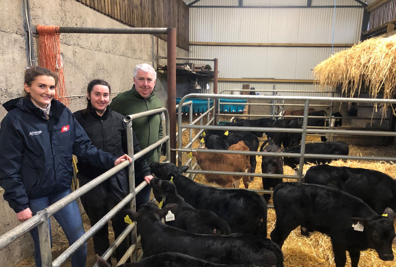 Beef Focus: Tidy calf-rearing setup on Tipperary beef farm