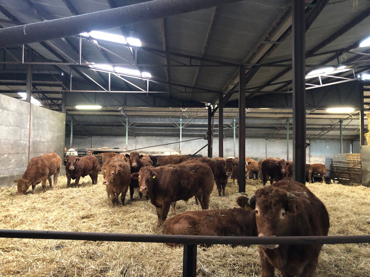 Beef Focus: Winter finishing on straw bedding in Laois