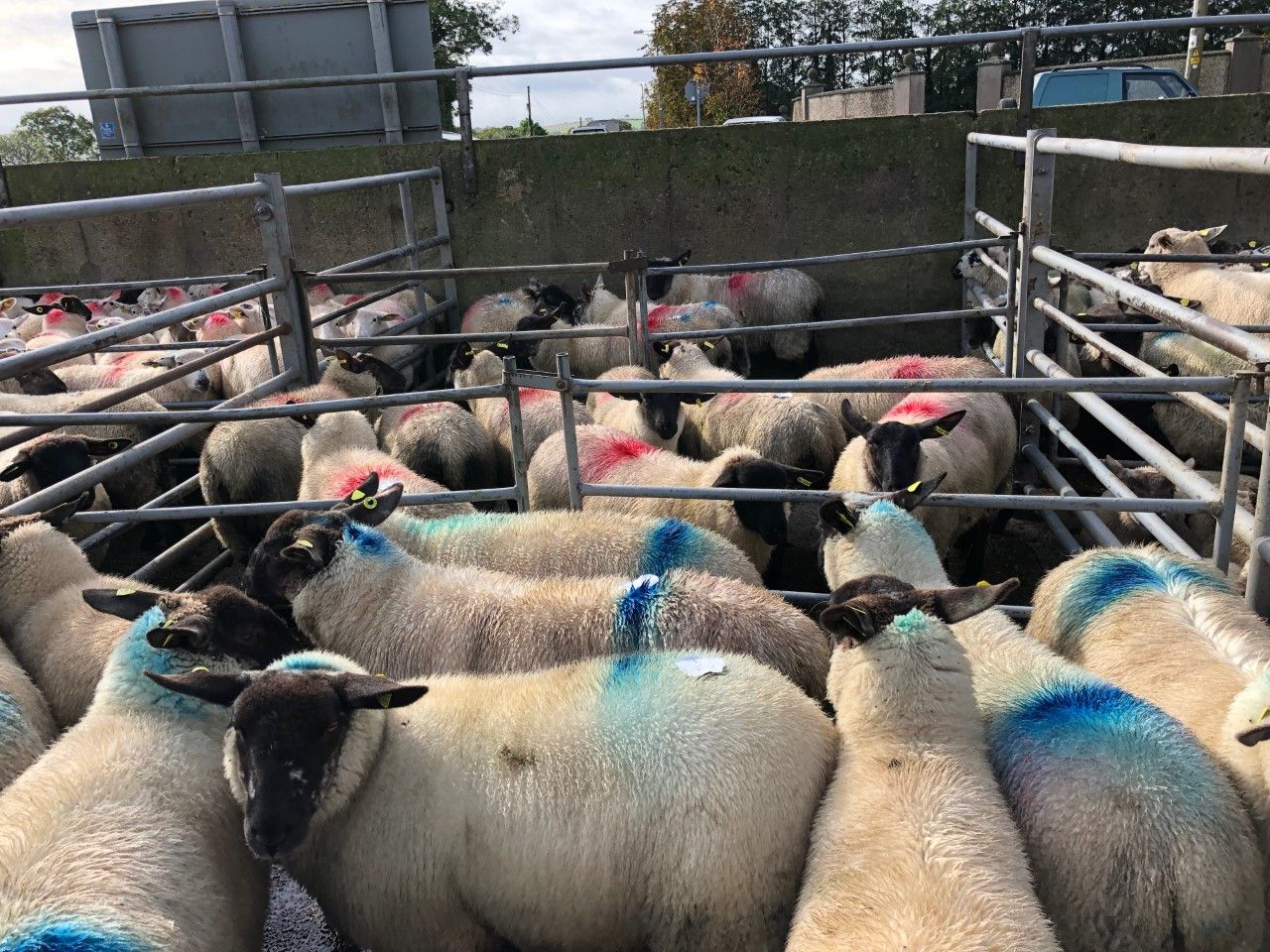 Sheep trade: 'Over 450,000 sheep were imported from the UK in 2018' - ICSA
